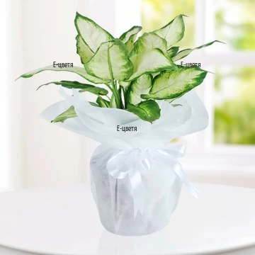 The Dieffenbachia is one of the most common indoor plants and one of the easiest houseplants to grow.