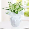 Send a plant - Dieffenbachia.