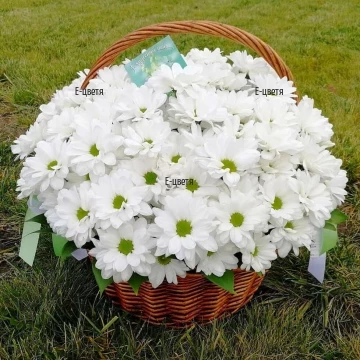 Delivery of a basket of white chrysanthemums
