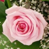 Order to Bulgaria a bouquet of 13 pink roses and greenery