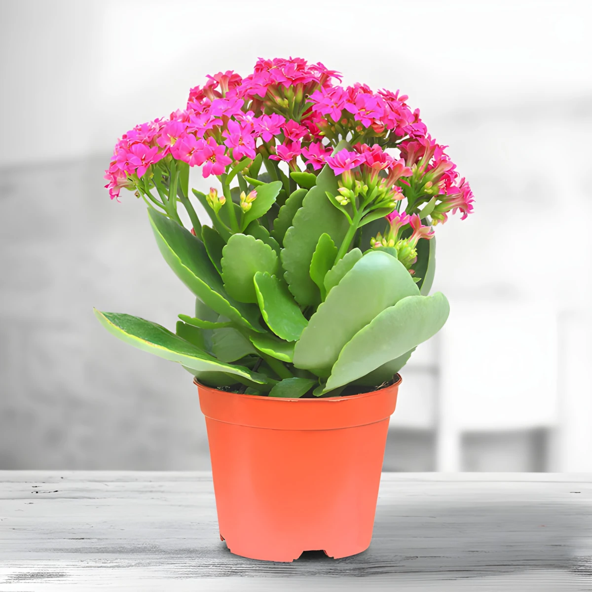 Send Kalanchoe plant by courier.