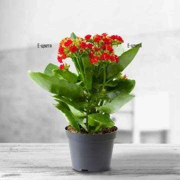 Attractive kalanchoe in red colour - perfect gift for any recipient to remind of you in the recipient's home or office