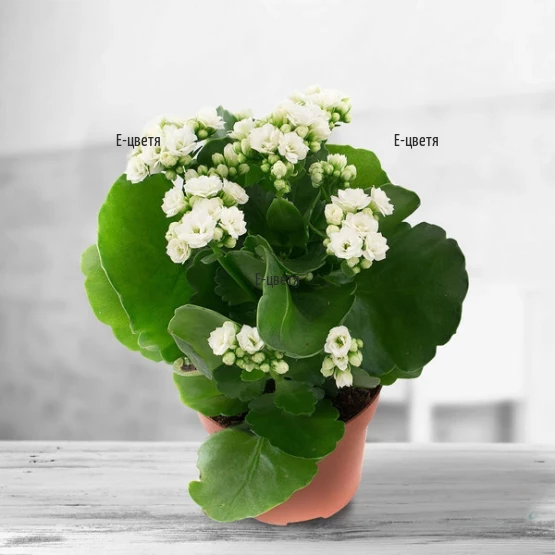 Send white kalanchoe plant.