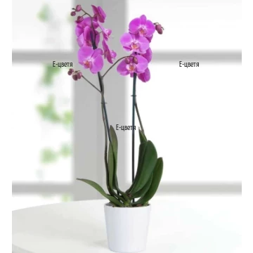 An order and a delivery of orchid in a pot.